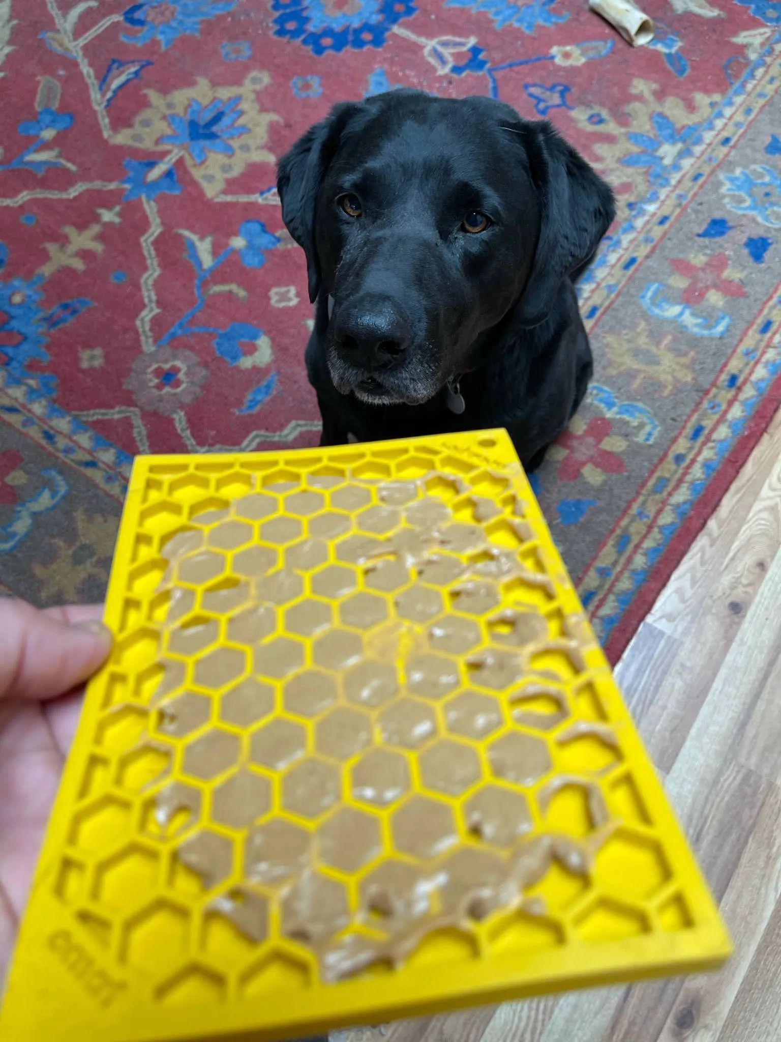 SodaPup Enrichment Lick Mat - Honeycomb Design